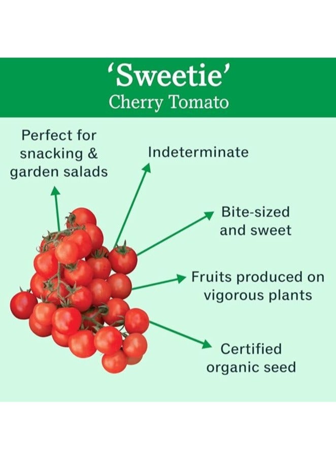 vsell24 10G Organic Cherry Tomato Seeds Grow Tomato at Home Non-GMO Seeds With 98% Cleanness, 96% Purity, 85% Germination Rate Pack of 3PC - Image 3