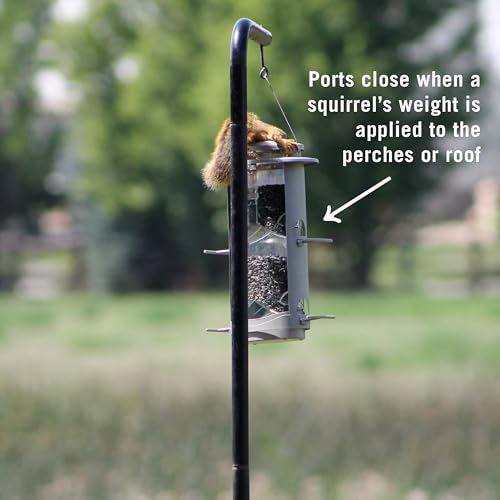 More Birds X-1 Squirrel-Proof Bird Feeder with 4.2-Pound Bird Seed Capacity and Four Feeding Ports - Image 2