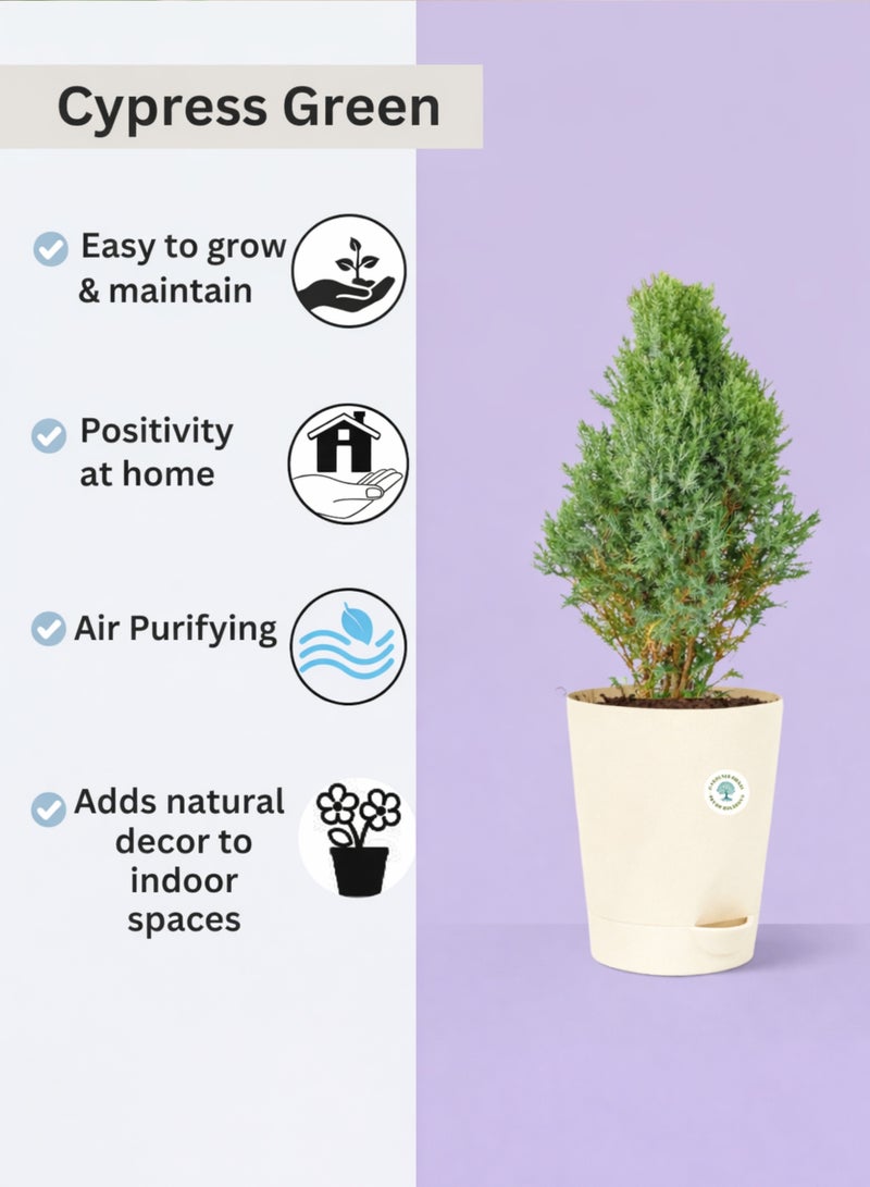 PLANT Cypress Plant (Cupressus Goldcrest) 50–70 cm | Live Indoor Outdoor Plant | Evergreen Decorative Conifer for Home Garden Office Decor - Image 4