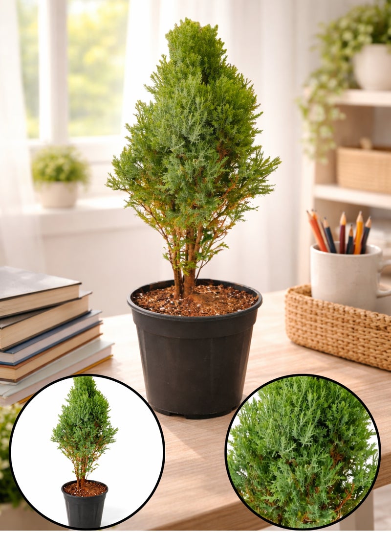 PLANT Cypress Plant (Cupressus Goldcrest) 50–70 cm | Live Indoor Outdoor Plant | Evergreen Decorative Conifer for Home Garden Office Decor - Image 1
