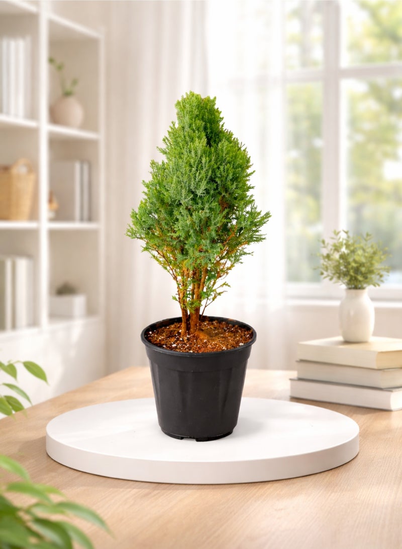 PLANT Cypress Plant (Cupressus Goldcrest) 50–70 cm | Live Indoor Outdoor Plant | Evergreen Decorative Conifer for Home Garden Office Decor - Image 3