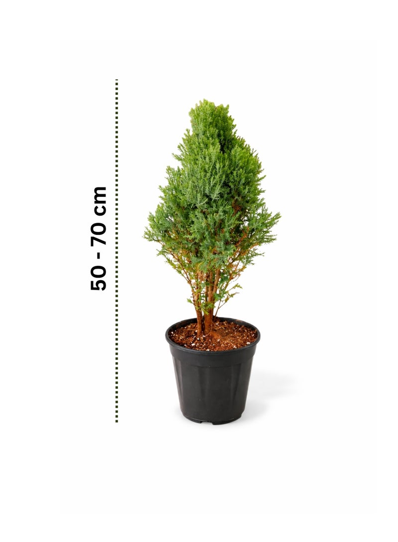 PLANT Cypress Plant (Cupressus Goldcrest) 50–70 cm | Live Indoor Outdoor Plant | Evergreen Decorative Conifer for Home Garden Office Decor - Image 2