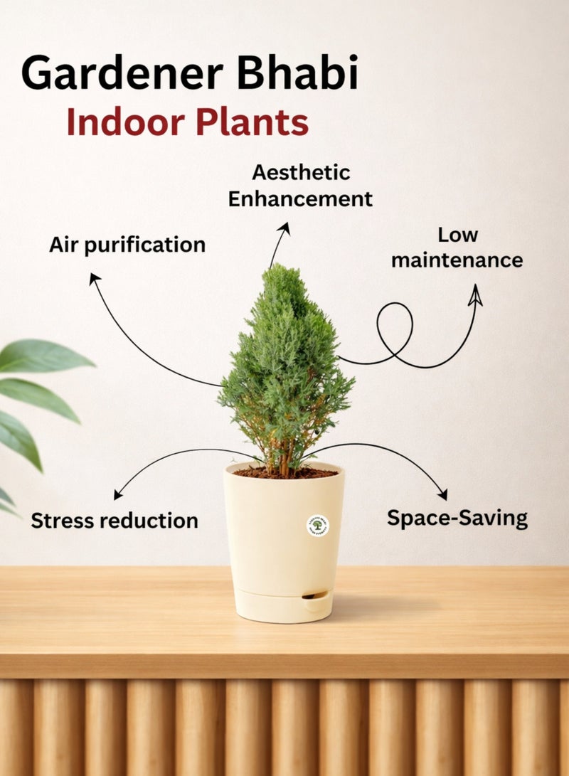 PLANT Cypress Plant (Cupressus Goldcrest) 50–70 cm | Live Indoor Outdoor Plant | Evergreen Decorative Conifer for Home Garden Office Decor - Image 5
