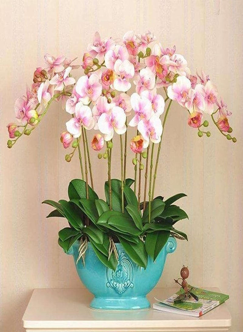 GGOOT 100Pcs/Bag Phalaenopsis Seeds, Orchid Flower Bonsai Plants Multi-Color Bloom Indoor Outdoor Garden Seedlings for Home White Pink - Image 1