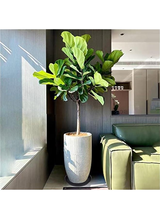 Generic 4 Pack of 16 inch Plant Saucer (13.5 Base), Heavy Duty Plastic Plant Tray for Pots, Flower Water Trays for Indoors, Bird Bath Bowls, Plant Drip Saucers for Planter 14/15/16 (Black)  - Image 2