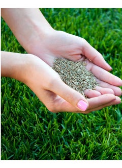 Fito GRASS FORMULA SEEDS 5 K FITO  - Image 2