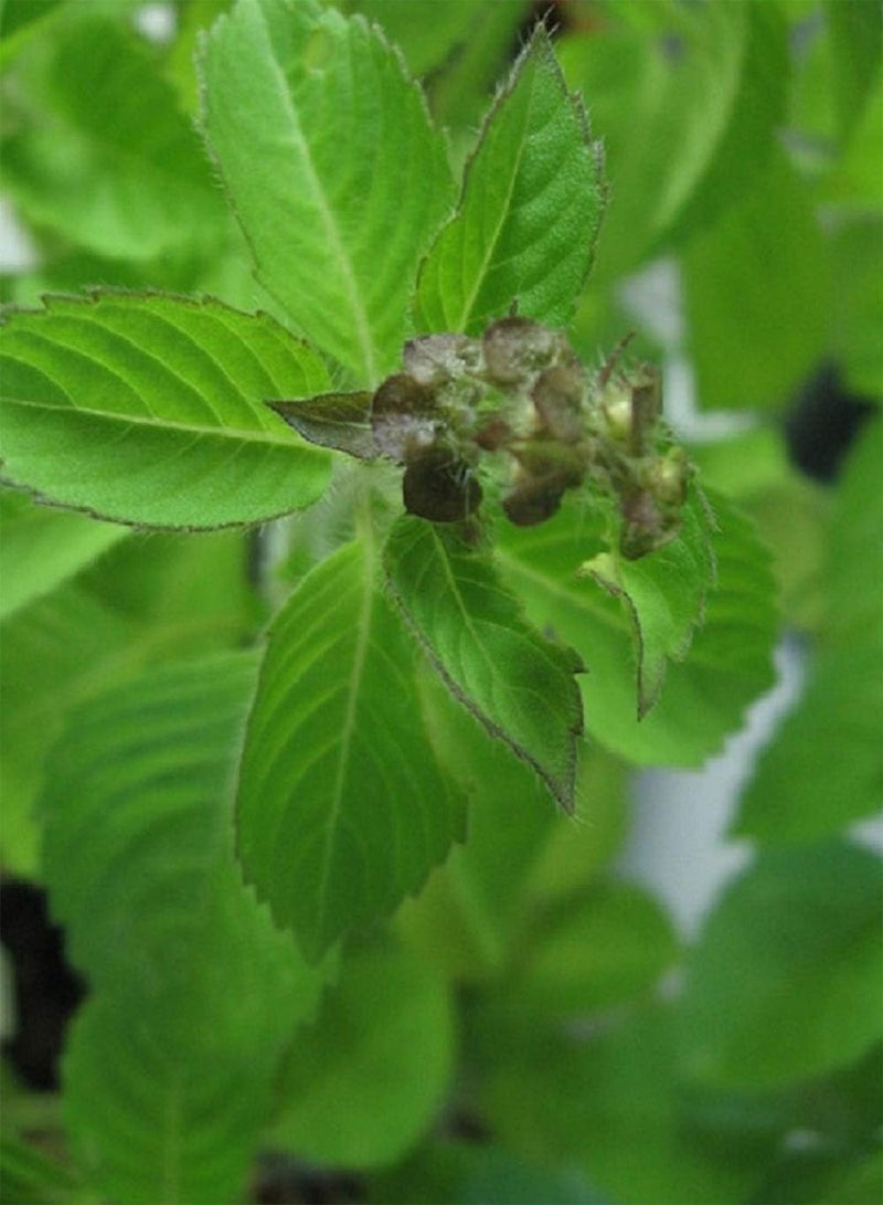 GGOOT HERB - Basil - Blue Spice - 1600 Finest OCIMUM AMERICANUM X BASILICUM - Image 1