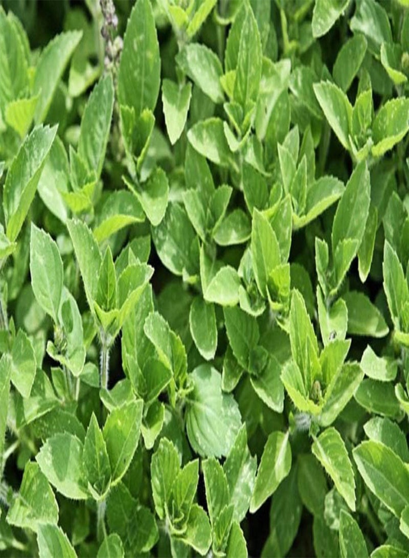 GGOOT HERB - Basil - Blue Spice - 1600 Finest OCIMUM AMERICANUM X BASILICUM - Image 2