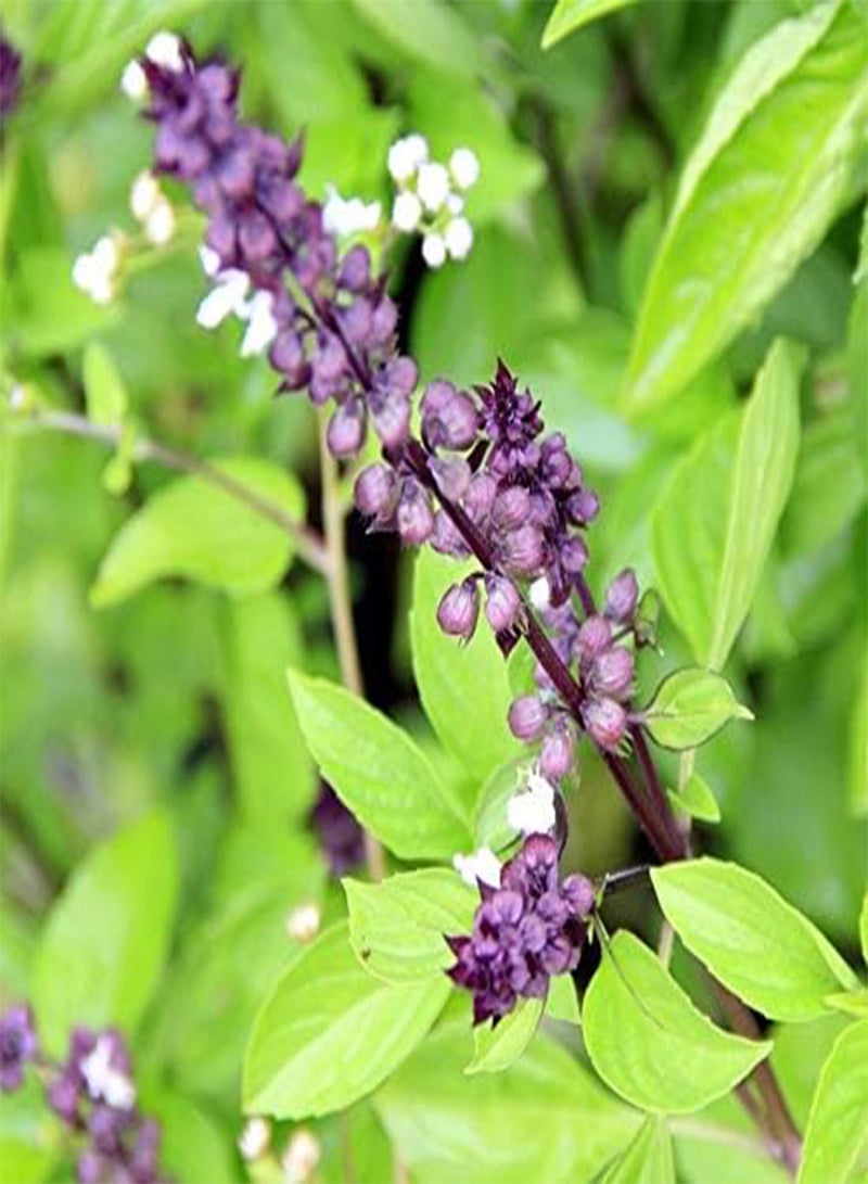 GGOOT HERB - Basil - Blue Spice - 1600 Finest OCIMUM AMERICANUM X BASILICUM - Image 3