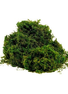 CATTAILS CATTAILS Natural Green Dried Moss Grass 900g Preserved Moss for Pots Home and Garden Decorative Functional Ground Cover for Indoor Plants Terrariums Craft Projects LongLasting 