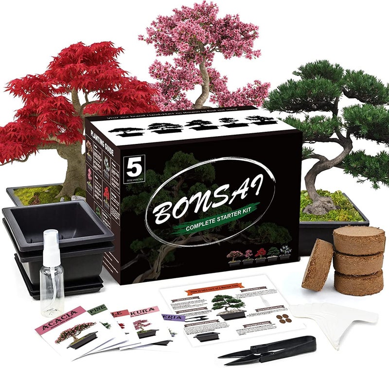 Meekear 5 Bonsai Tree Kit Complete Plant Growing Tools, Grow in Pot Indoor Bonsai Tree Starter Kit, Great Home Gardening Potted Plants DIY Gift for Adults - Image 1