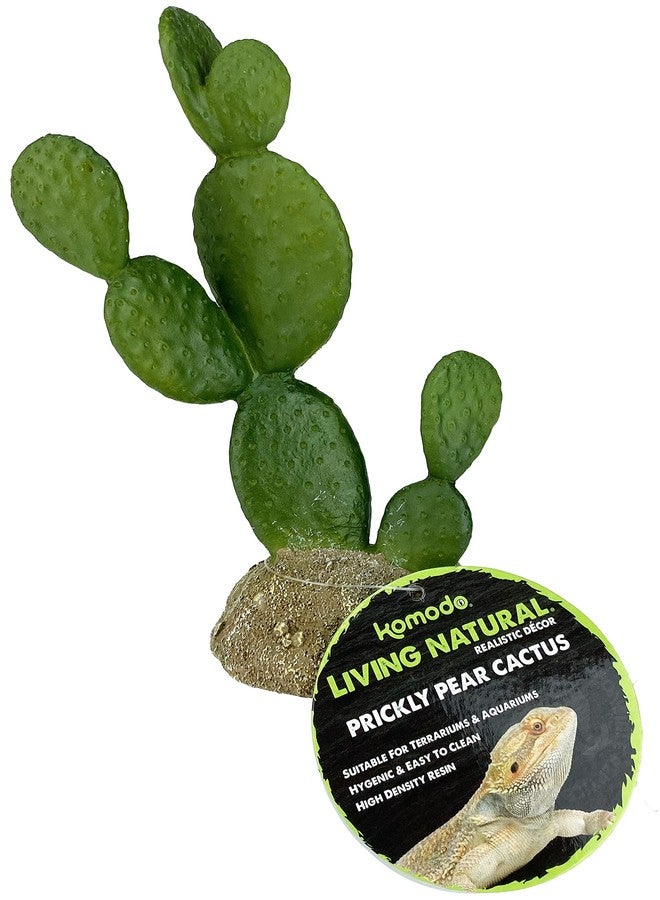 مالتي بيت 48593322: نبات صبار كومودو، تين شوكي، 6.3 بوصة - Image 5