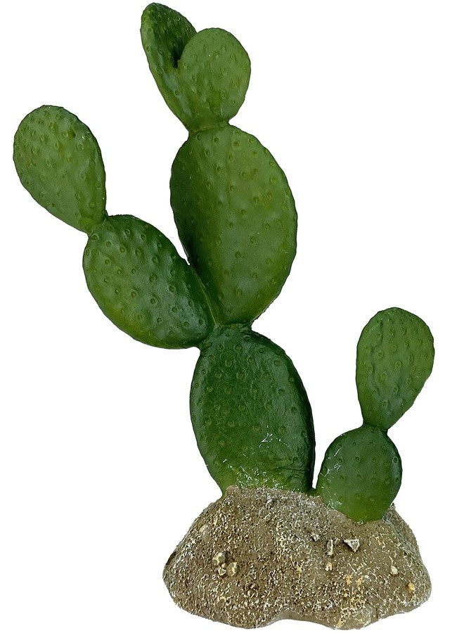 مالتي بيت 48593322: نبات صبار كومودو، تين شوكي، 6.3 بوصة - Image 4