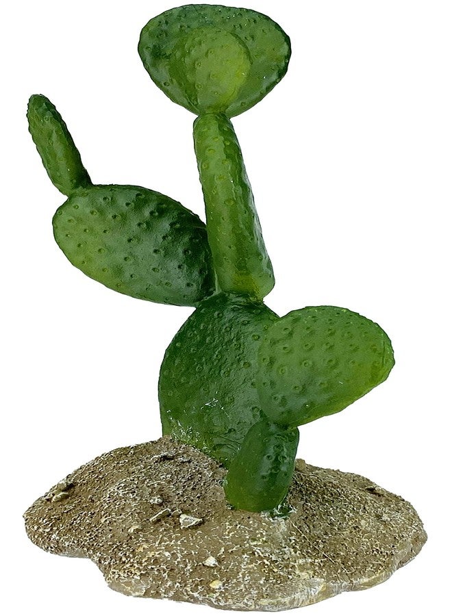 مالتي بيت 48593322: نبات صبار كومودو، تين شوكي، 6.3 بوصة - Image 3