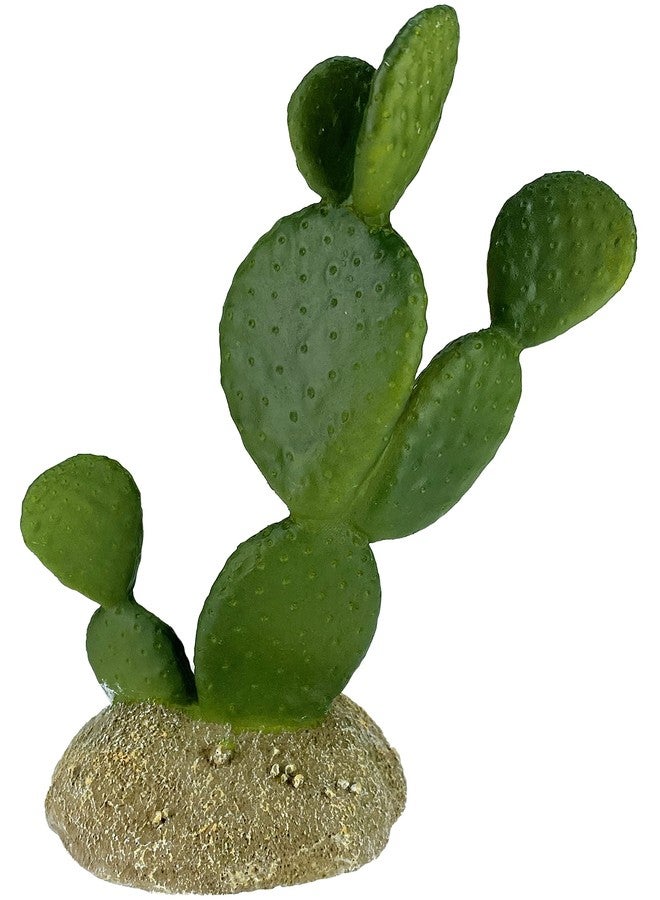 مالتي بيت 48593322: نبات صبار كومودو، تين شوكي، 6.3 بوصة - Image 2