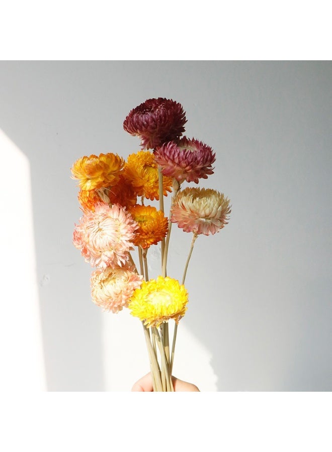 الواحة-TH ١٠ قطع من زهور الأقحوان المجففة الطبيعية، باقة من زهور الأقحوان المجففة مع الساق لحفلات الزفاف والمنزل والمكتب والحفلات وتنسيق الزهور بنفسك - Image 1