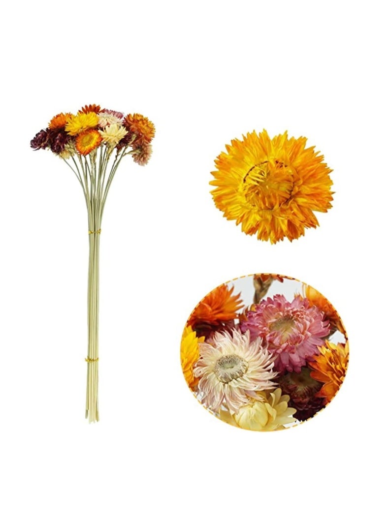 الواحة-TH ١٠ قطع من زهور الأقحوان المجففة الطبيعية، باقة من زهور الأقحوان المجففة مع الساق لحفلات الزفاف والمنزل والمكتب والحفلات وتنسيق الزهور بنفسك - Image 2