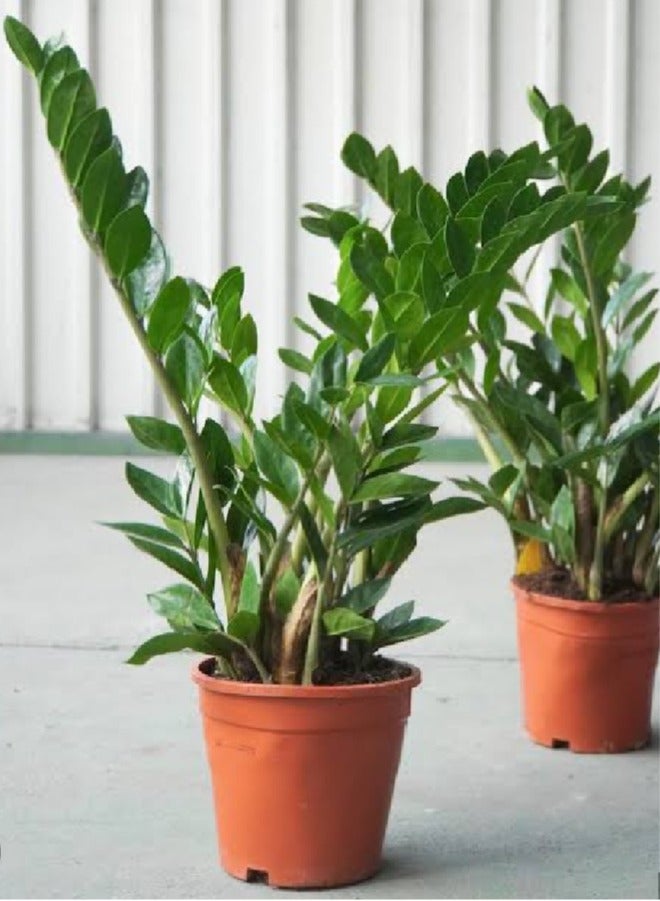 Generic ZZ Plant Live Fresh Zanzibar Plant - Zamioculcas Zamifolia For Home Office Garden, Zamioculcas Plant , Zamioculcas Zamiifolia Plant  - Image 1