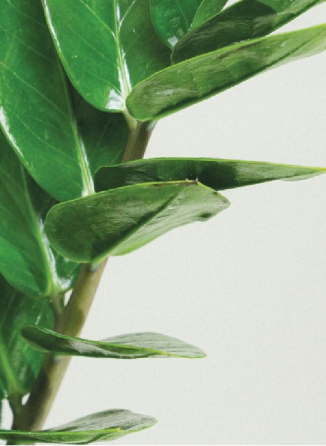 Generic ZZ Plant Live Fresh Zanzibar Plant - Zamioculcas Zamifolia For Home Office Garden, Zamioculcas Plant , Zamioculcas Zamiifolia Plant  - Image 2