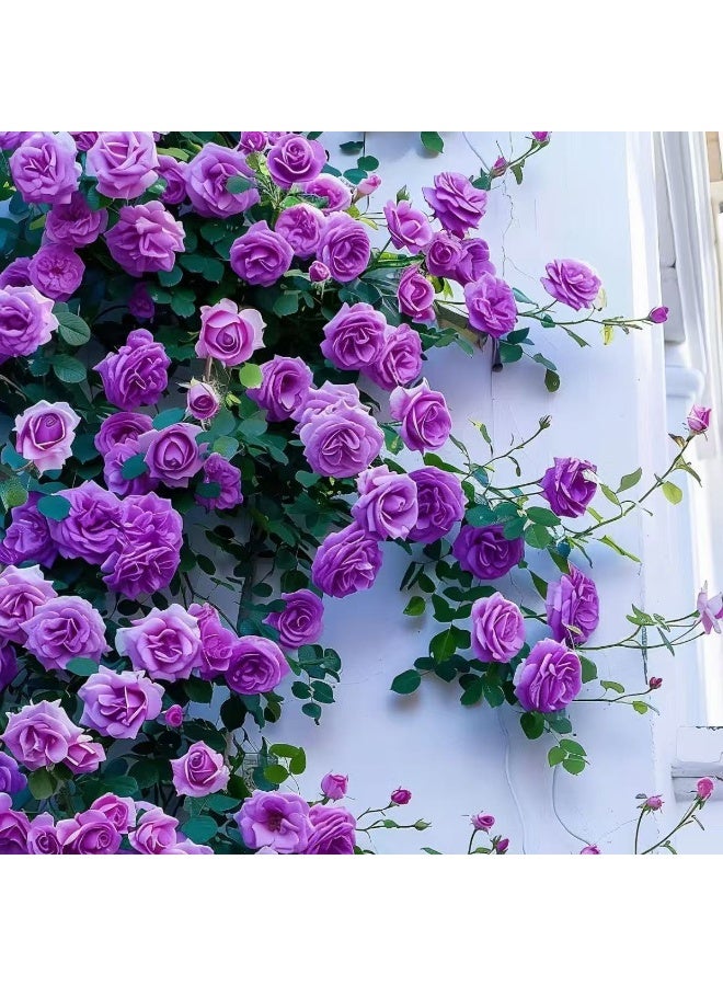 500 قطعة من بذور الورد المتسلق باللون الأرجواني لزراعة الحديقة