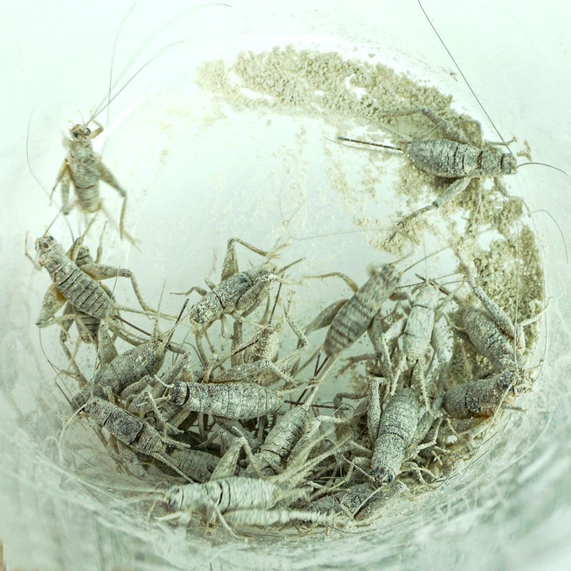 Rep-Cal مكمل الكالسيوم الفائق الدقة خالي من الفوسفور للزواحف/البرمائيات من ريب-كال SRP00200 مع فيتامين D3 - Image 4