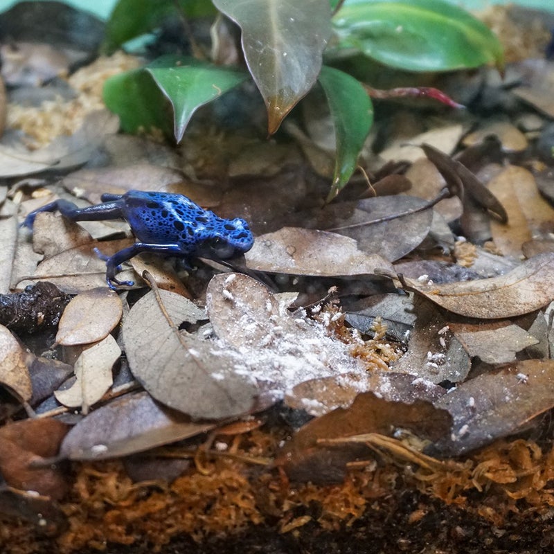 Rep-Cal مكمل الكالسيوم الفائق الدقة خالي من الفوسفور للزواحف/البرمائيات من ريب-كال SRP00200 مع فيتامين D3 - Image 3