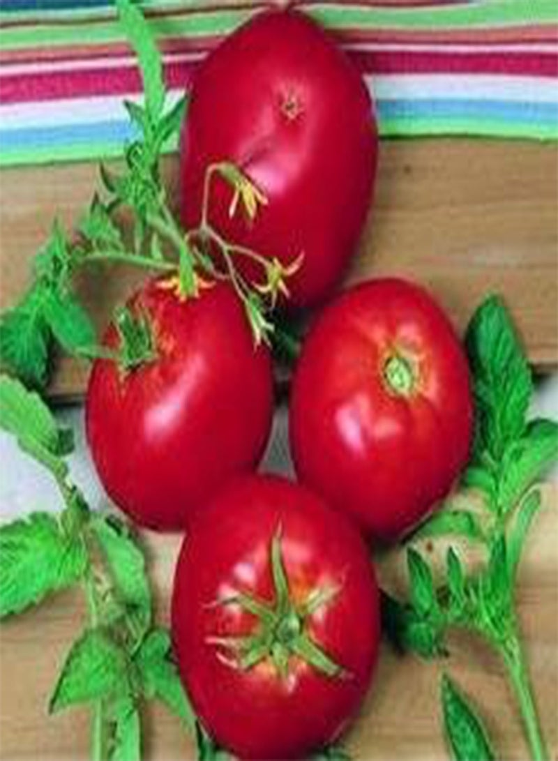GGOOT Tomato Ace 55 500 Seeds