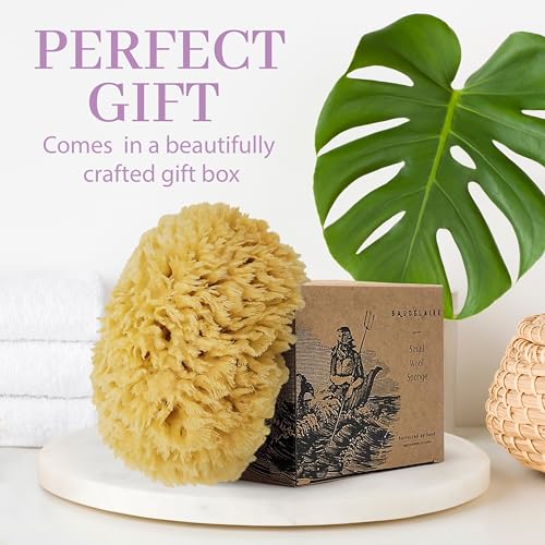 Baudelaire Sea Wool Sponge by Baudelaire 5.5" - Natural Sea Sponges for Bathing - Bath Sea Sponge for Shower - Natural Sea Sponge Loofah | Durable | Sustainable & Environment-Friendly Natural Sponges for Body - Image 4