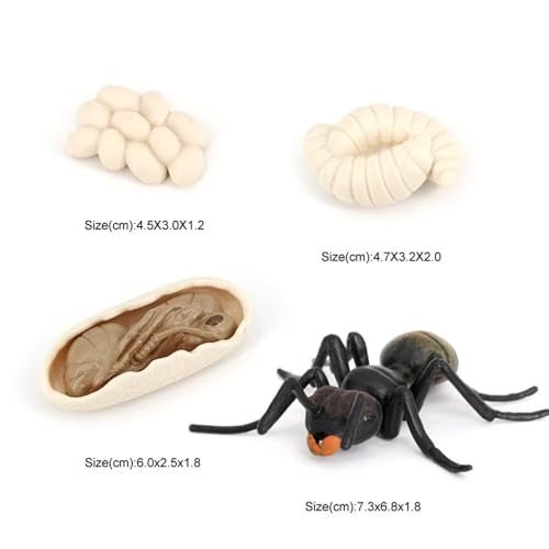 Hvogvok Ant Growth Cycle Animal Growth Cycle Biological Model Toy Growth Stage Lifelike Ant Life Cycle Model Toy Set for Kids Education Insect Themed Party Favors - Image 5