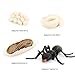 Hvogvok Ant Growth Cycle Animal Growth Cycle Biological Model Toy Growth Stage Lifelike Ant Life Cycle Model Toy Set for Kids Education Insect Themed Party Favors - Image 2