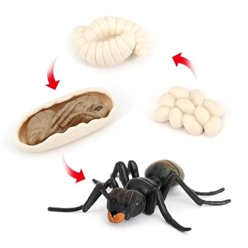 Hvogvok Ant Growth Cycle Animal Growth Cycle Biological Model Toy Growth Stage Lifelike Ant Life Cycle Model Toy Set for Kids Education Insect Themed Party Favors - Image 1