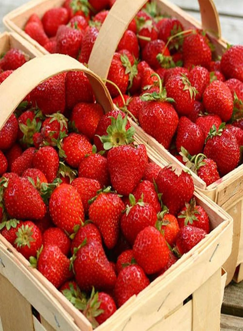 GGOOT - Strawberry Cambridge Favourite Fruit Plants - Hardy Garden Bushes in 9cm Pots - Grow Your Own (3) - Image 4