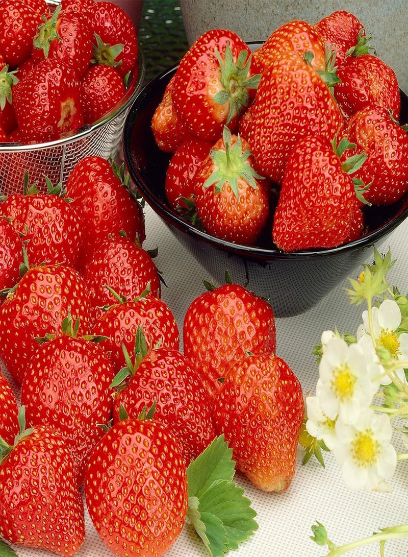 GGOOT - Strawberry Cambridge Favourite Fruit Plants - Hardy Garden Bushes in 9cm Pots - Grow Your Own (3) - Image 2