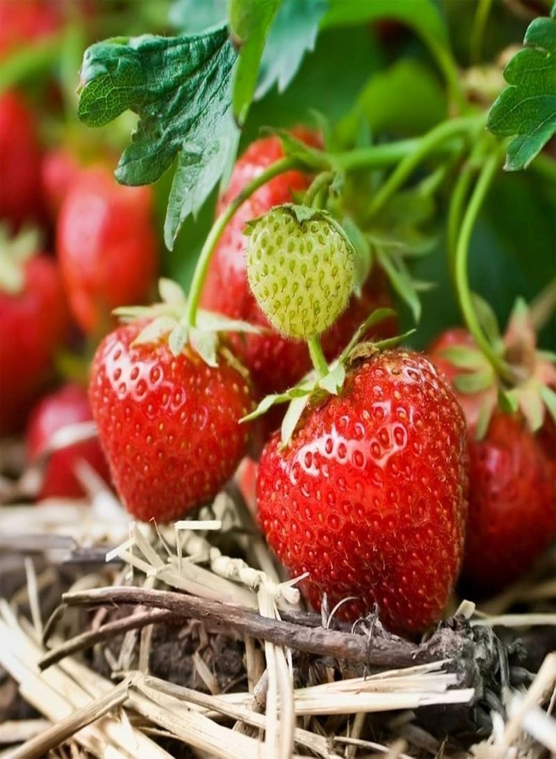 GGOOT - Strawberry Cambridge Favourite Fruit Plants - Hardy Garden Bushes in 9cm Pots - Grow Your Own (3) - Image 3