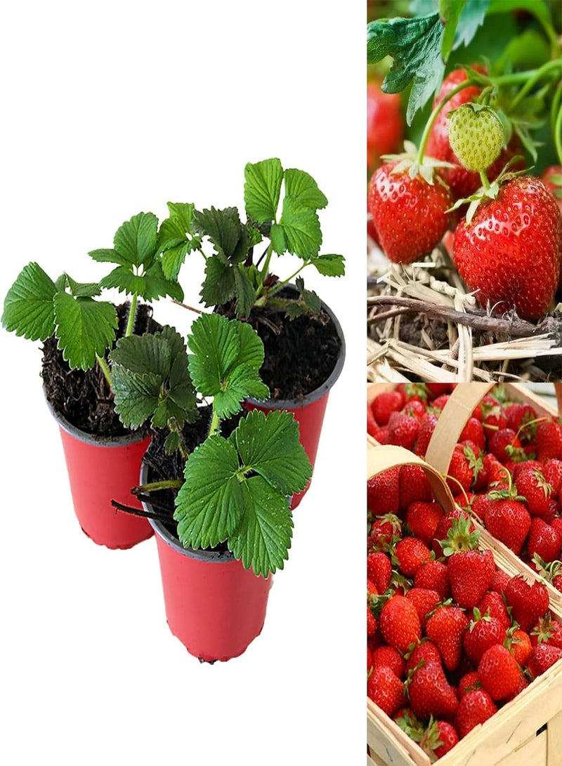 GGOOT - Strawberry Cambridge Favourite Fruit Plants - Hardy Garden Bushes in 9cm Pots - Grow Your Own (3) - Image 1