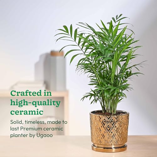 UGAOO Peacock Ceramic Pot - 5 Inch | Indoor Ceramic Plant Pot | Flower Pot for Living Room | Small planters for Indoor Plants (Gold) - Image 2