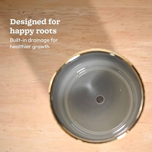 UGAOO Peacock Ceramic Pot - 5 Inch | Indoor Ceramic Plant Pot | Flower Pot for Living Room | Small planters for Indoor Plants (Gold) - Image 4