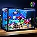LocoLee Light kit Compatible with Lego 10366 Tropical Aquarium No Model Only Light LED Lighting Accessories Compatible with Lego Icons Aquarium 10366 Fish Tank RC Version - Image 4