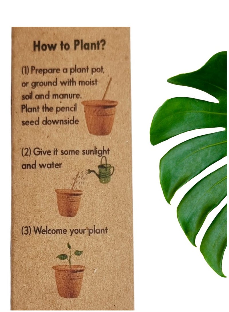 PIYAS PLANET Piyas Planet Ecofriendly Premium Plantable Pencils Pack of 5 - Image 4