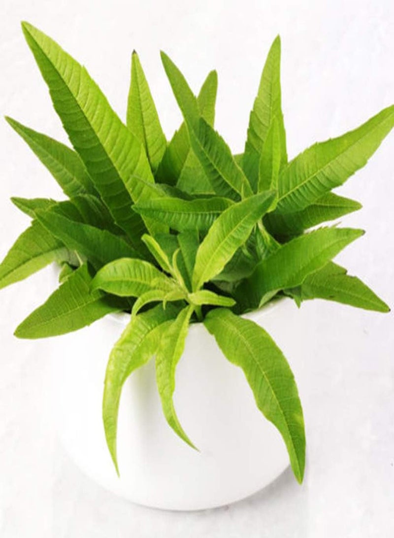 جي جوت 20 قطعة من بذور عشبة الفانيليا الحلوة العطرية، نباتات لتزيين حديقة المنزل - Image 5