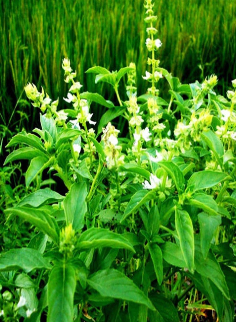 جي جوت 20 قطعة من بذور عشبة الفانيليا الحلوة العطرية، نباتات لتزيين حديقة المنزل - Image 1