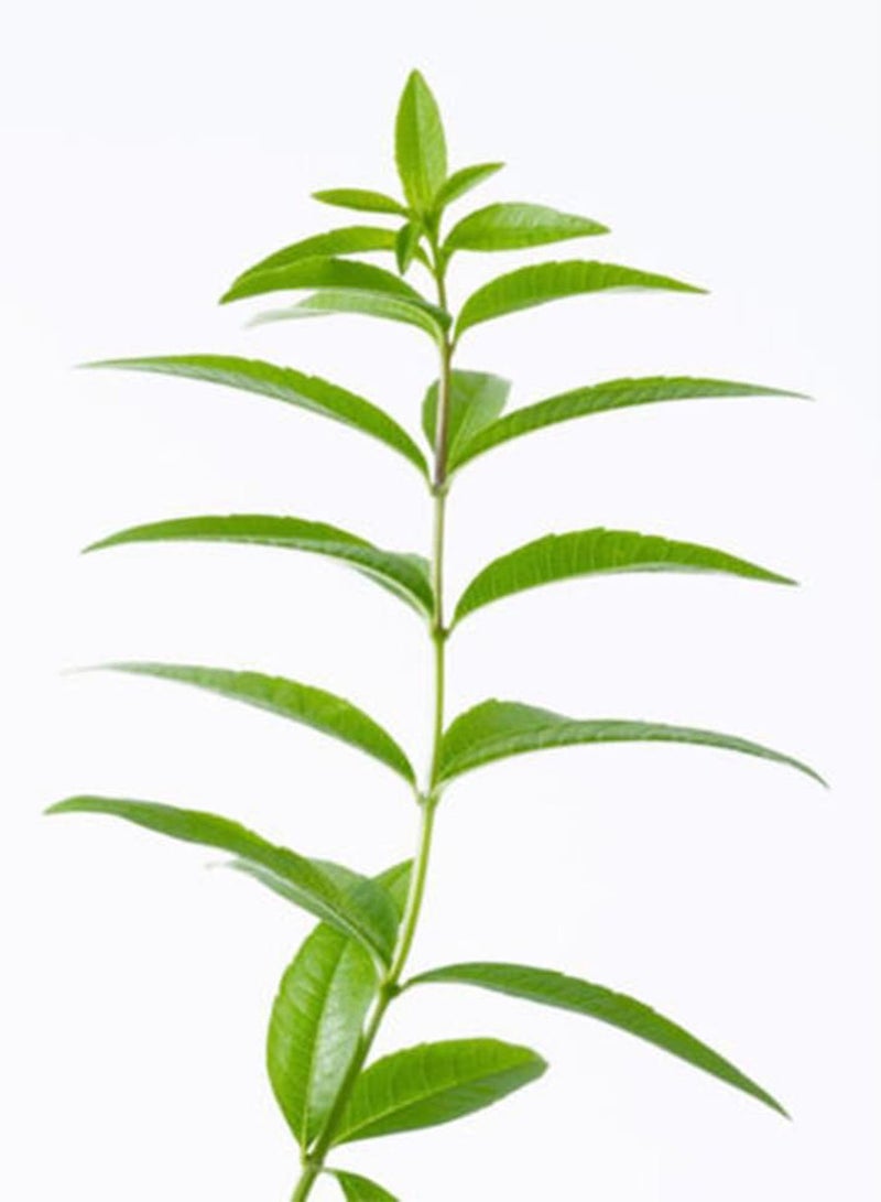 جي جوت 20 قطعة من بذور عشبة الفانيليا الحلوة العطرية، نباتات لتزيين حديقة المنزل - Image 4