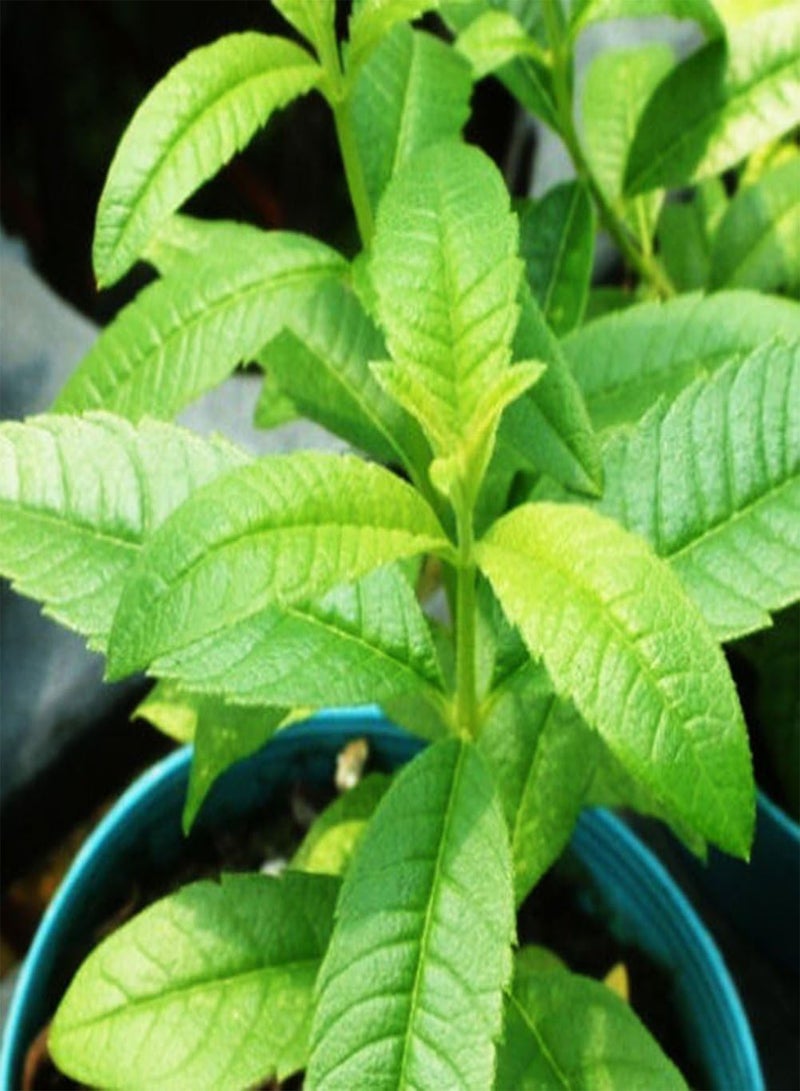 جي جوت 20 قطعة من بذور عشبة الفانيليا الحلوة العطرية، نباتات لتزيين حديقة المنزل - Image 3