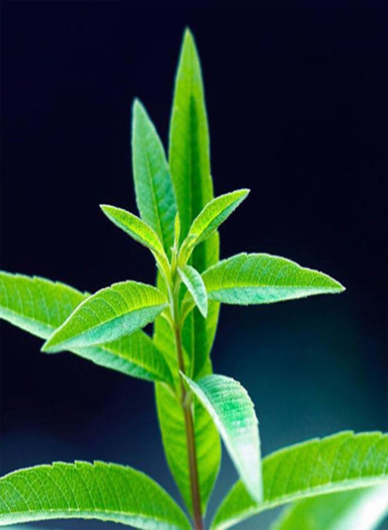 جي جوت 20 قطعة من بذور عشبة الفانيليا الحلوة العطرية، نباتات لتزيين حديقة المنزل - Image 2