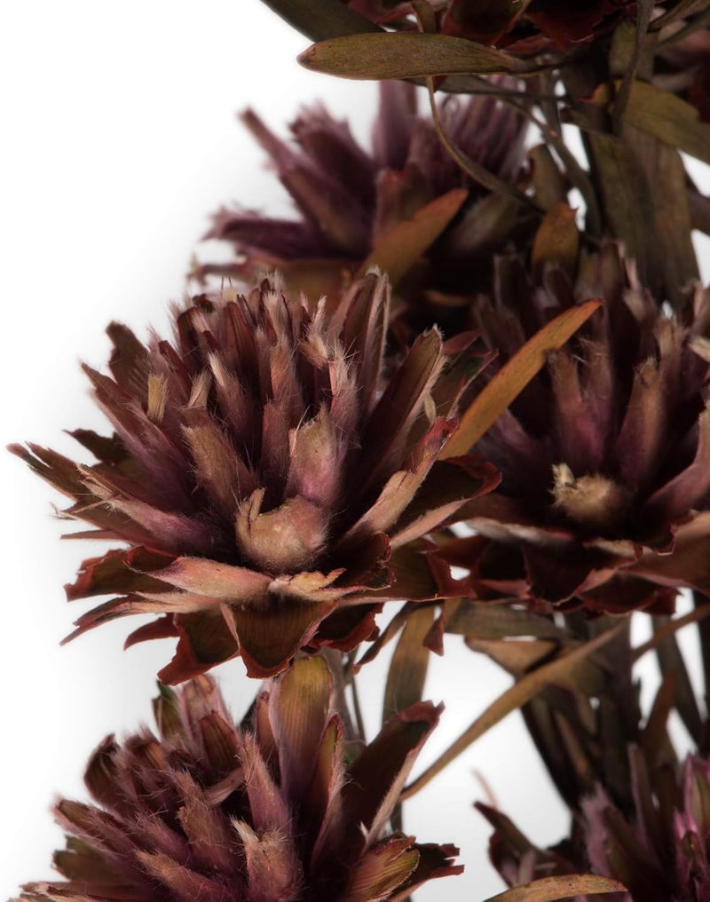 Vickerman Purple Orchid Plumosum Flower 20" Long Stem - Image 3