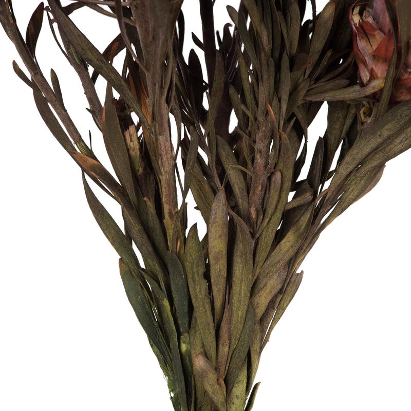 Vickerman Purple Orchid Plumosum Flower 20" Long Stem - Image 4