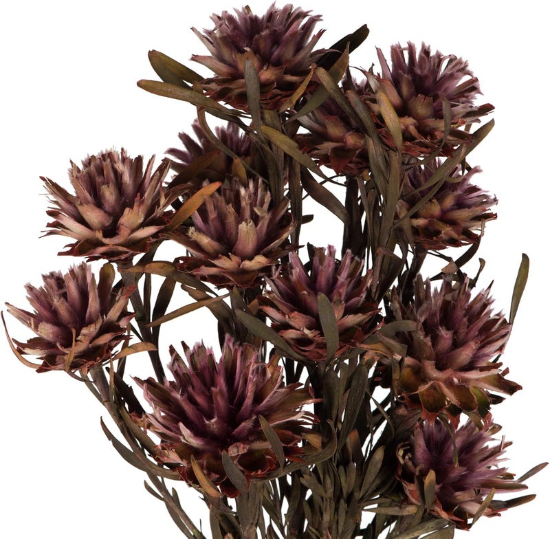 Vickerman Purple Orchid Plumosum Flower 20" Long Stem - Image 2