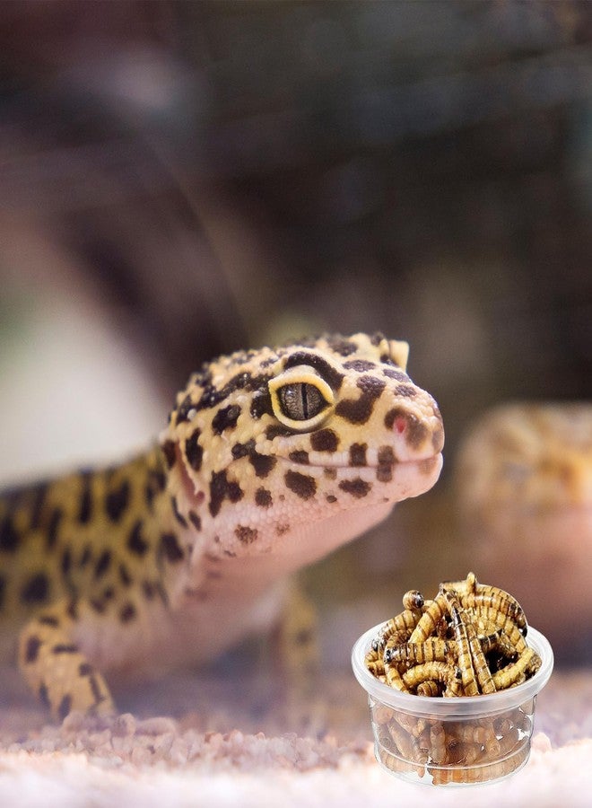 ZIYIZE 500 Pcs Feeding Cups Samll 0.5 oz Gecko Food and Water Feeding Dish Ledge Accessories Bowls for Crested Gecko Lizards Reptiles Pets - Image 5