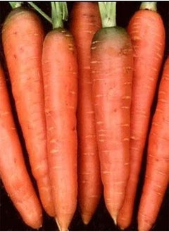 Carrot Chantenay Red Core Great Heirloom Vegetable Bulk 1/4 Lb Seeds