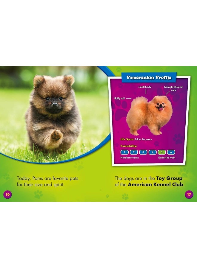 Pomeranians  - Image 2